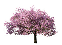 a tree with pink flowers on it